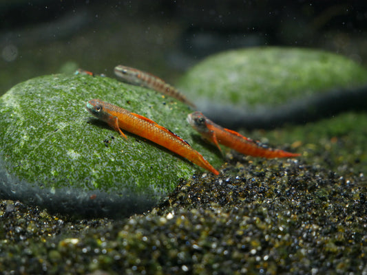 Gold Neon Dwarf Goby (Stiphodon cf.rutilaureus) - MoonlightAquatics