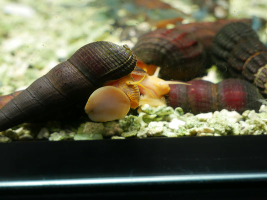 Gold Rabbit Snail "Tylomelania scalariopsis" - MoonlightAquatics