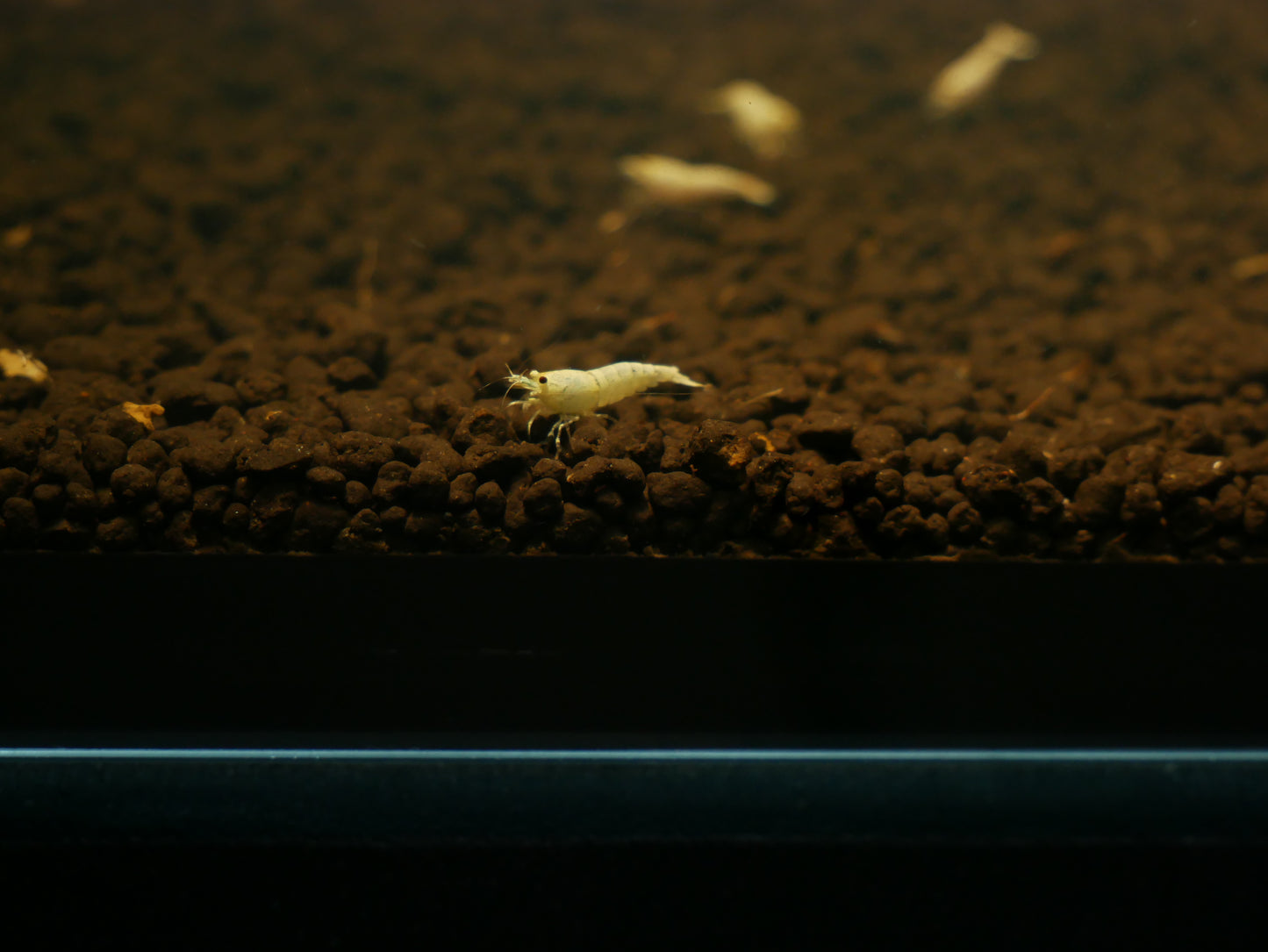 Golden Bee Shrimp - MoonlightAquatics