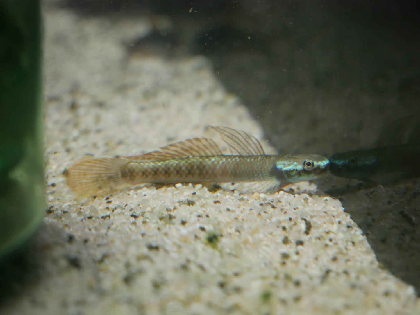 Golden Spot Goby "Stiphodon ornatus" - MoonlightAquatics
