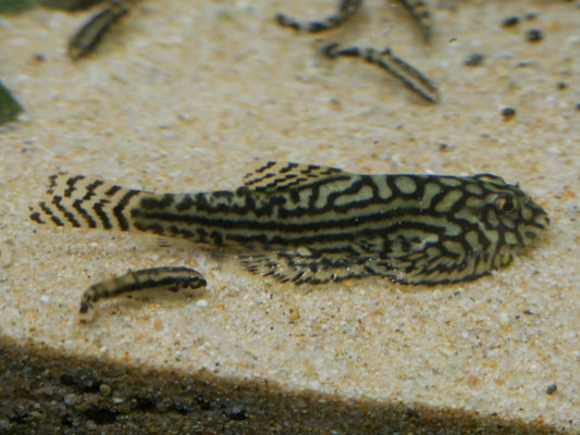 Hillstream Loach - MoonlightAquatics