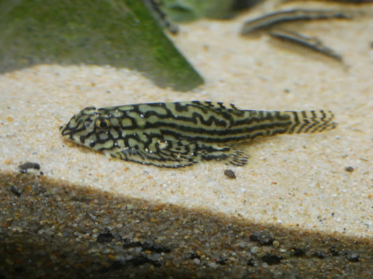 Hillstream Loach - MoonlightAquatics