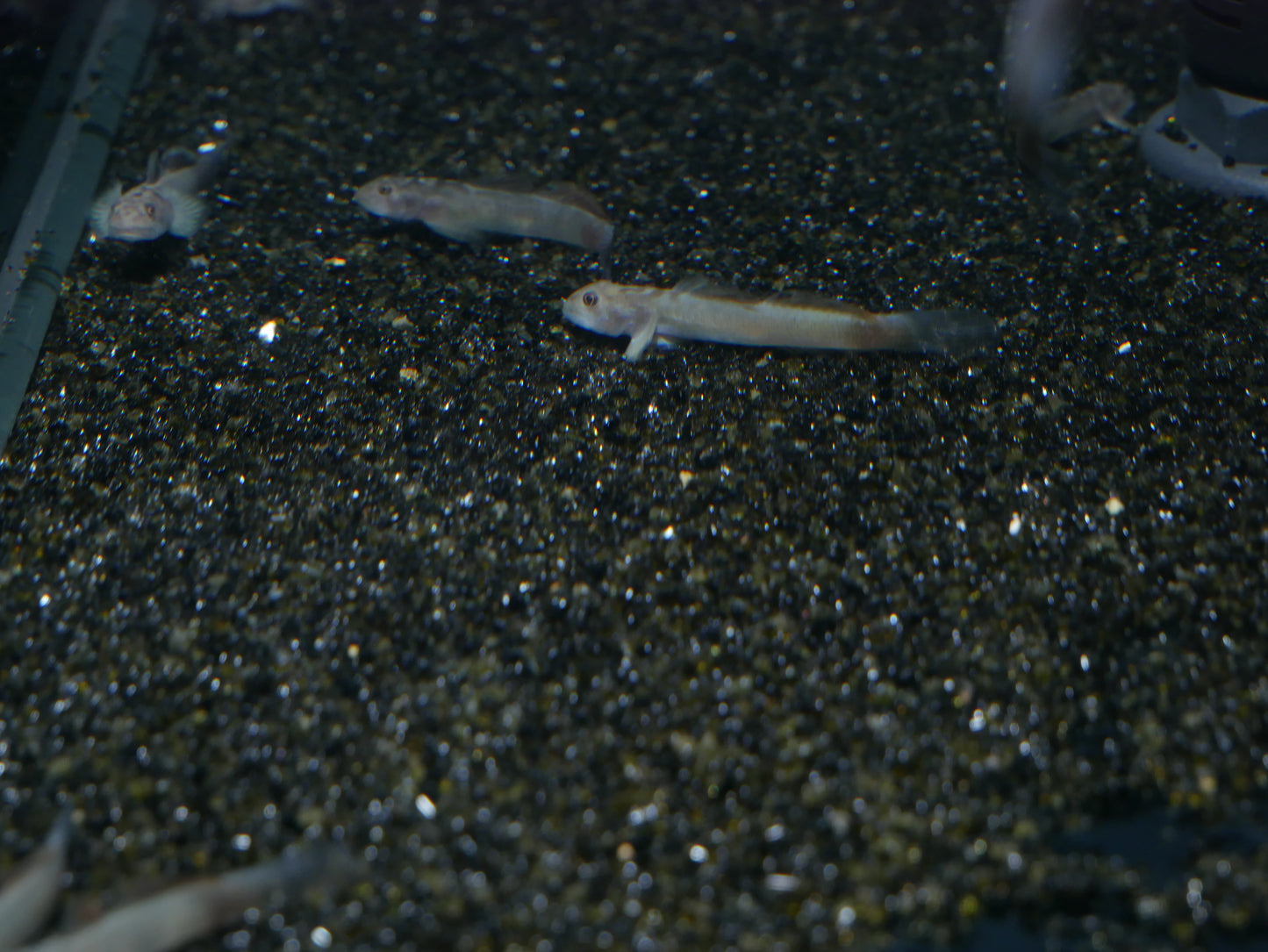 Lentipes Mekonggaensis - MoonlightAquatics