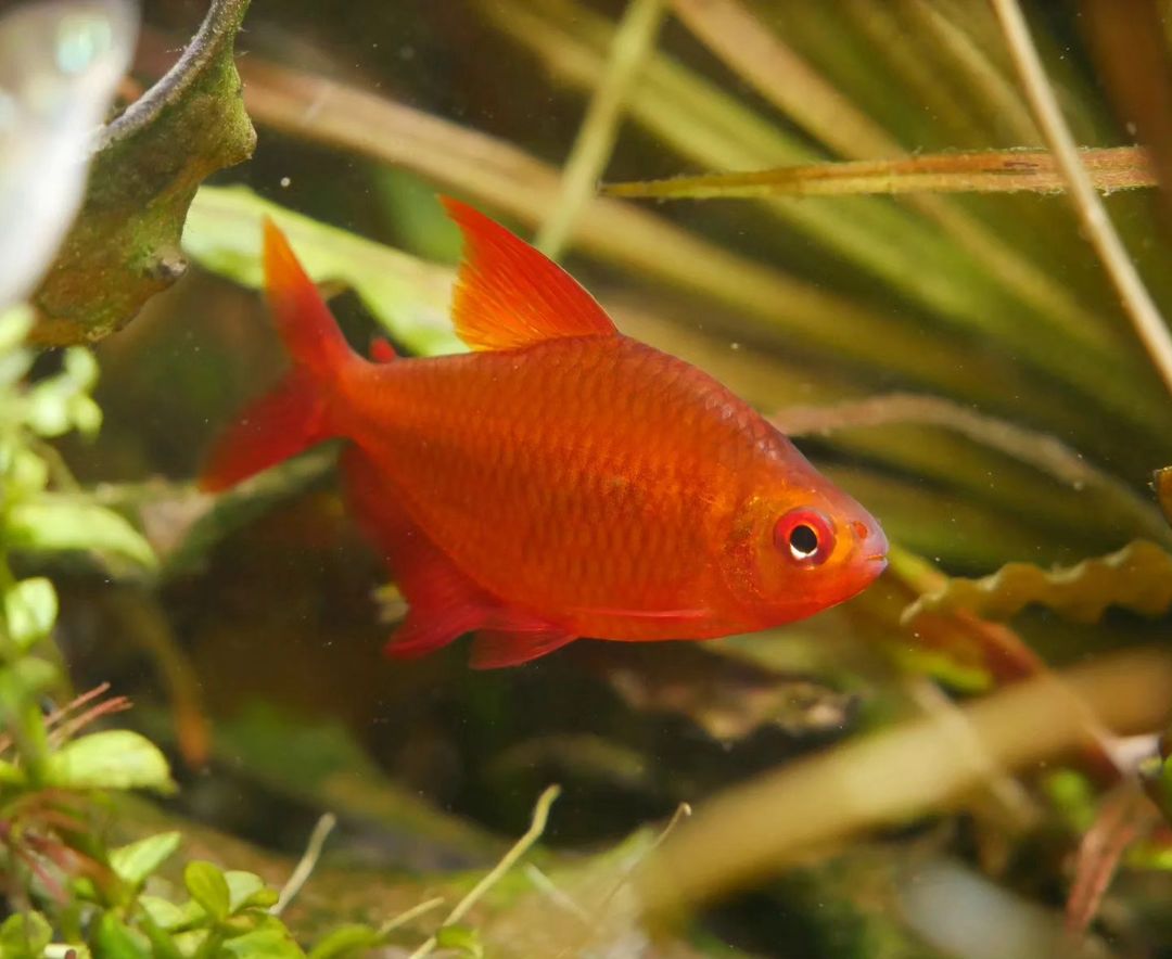 Mato Grosso Red Cherry Tetra - MoonlightAquatics