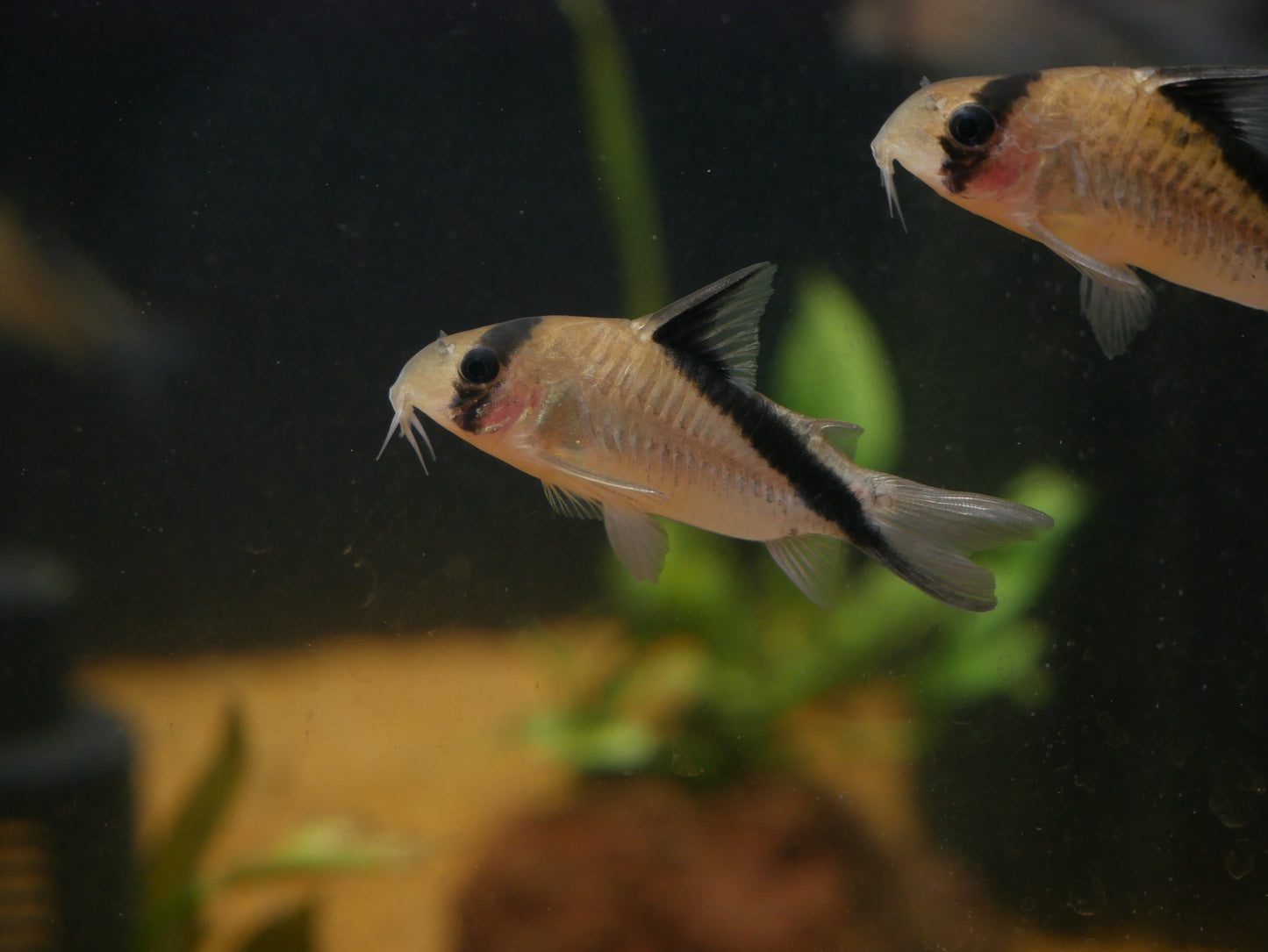 Mega Metae Cory (Hoplisoma sp. C084) - MoonlightAquatics