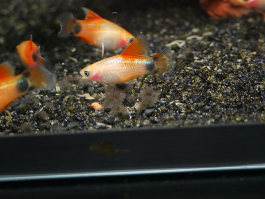 Micky Mouse HighFin Sunraise Platy - MoonlightAquatics