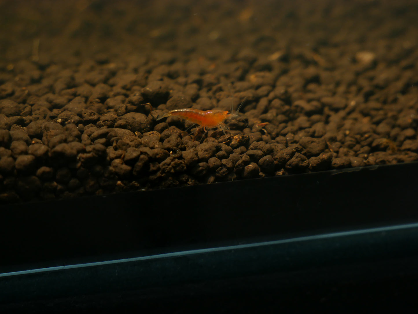Mixed Orange Eye Shrimp - MoonlightAquatics