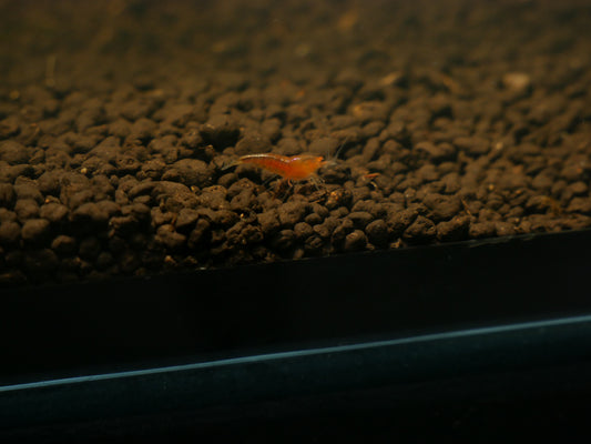 Mixed Orange Eye Shrimp - MoonlightAquatics