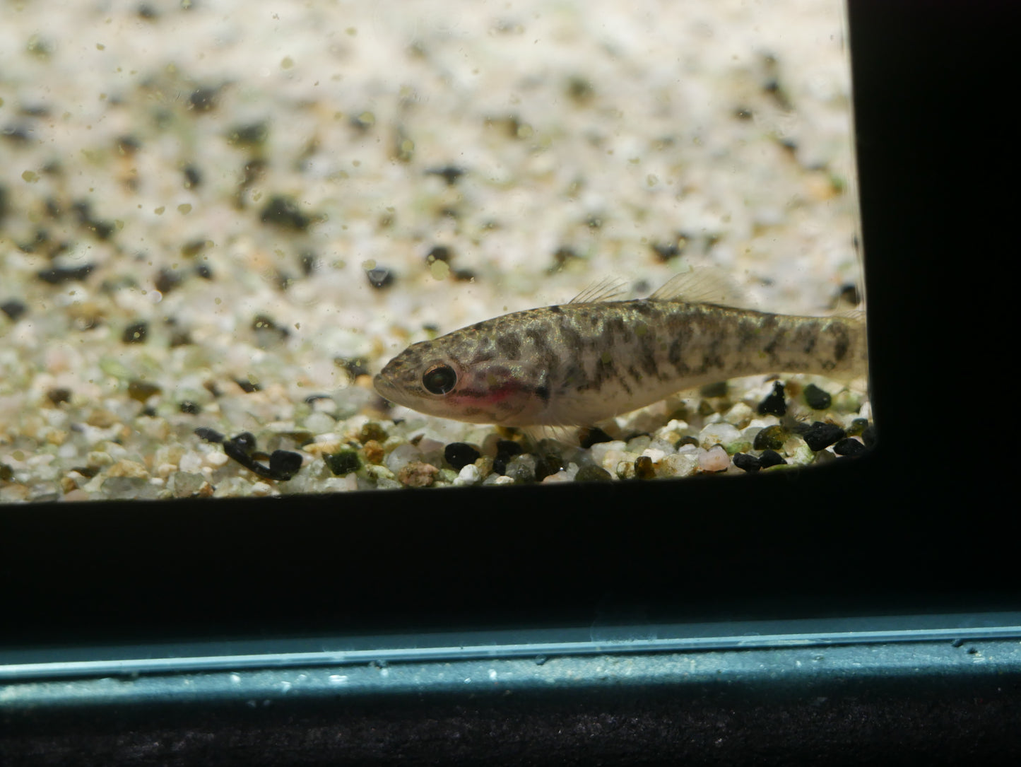 Mogurnda Mbuta Gudegon - MoonlightAquatics