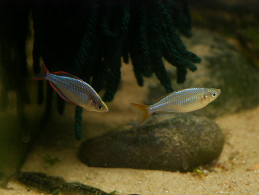 Neon Dwarf Rainbow (Mel. praecox) - MoonlightAquatics