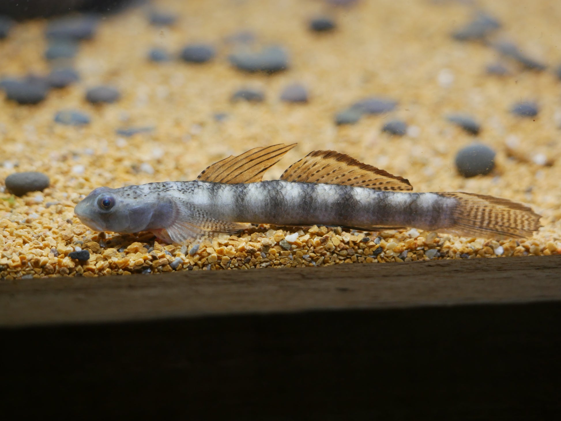 Orange Fin Stiphodon Goby (Stiphodon maculidorsalis) - MoonlightAquatics