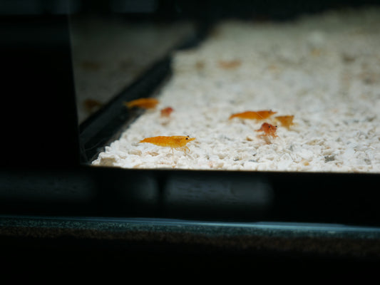 Orange Neo Shrimp - MoonlightAquatics