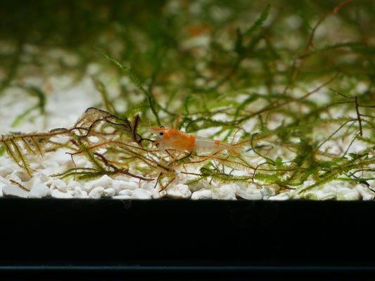 Orange Rili Neo Shrimp - MoonlightAquatics
