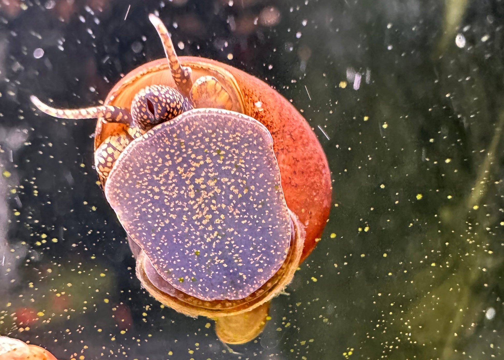 Orange River Snail (Viviparus sp) - MoonlightAquatics