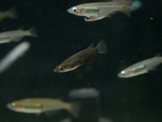 Oryzias Soerotoi - MoonlightAquatics
