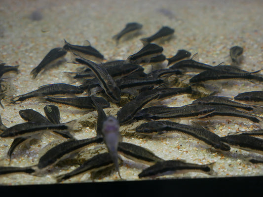 Otocinclus - MoonlightAquatics