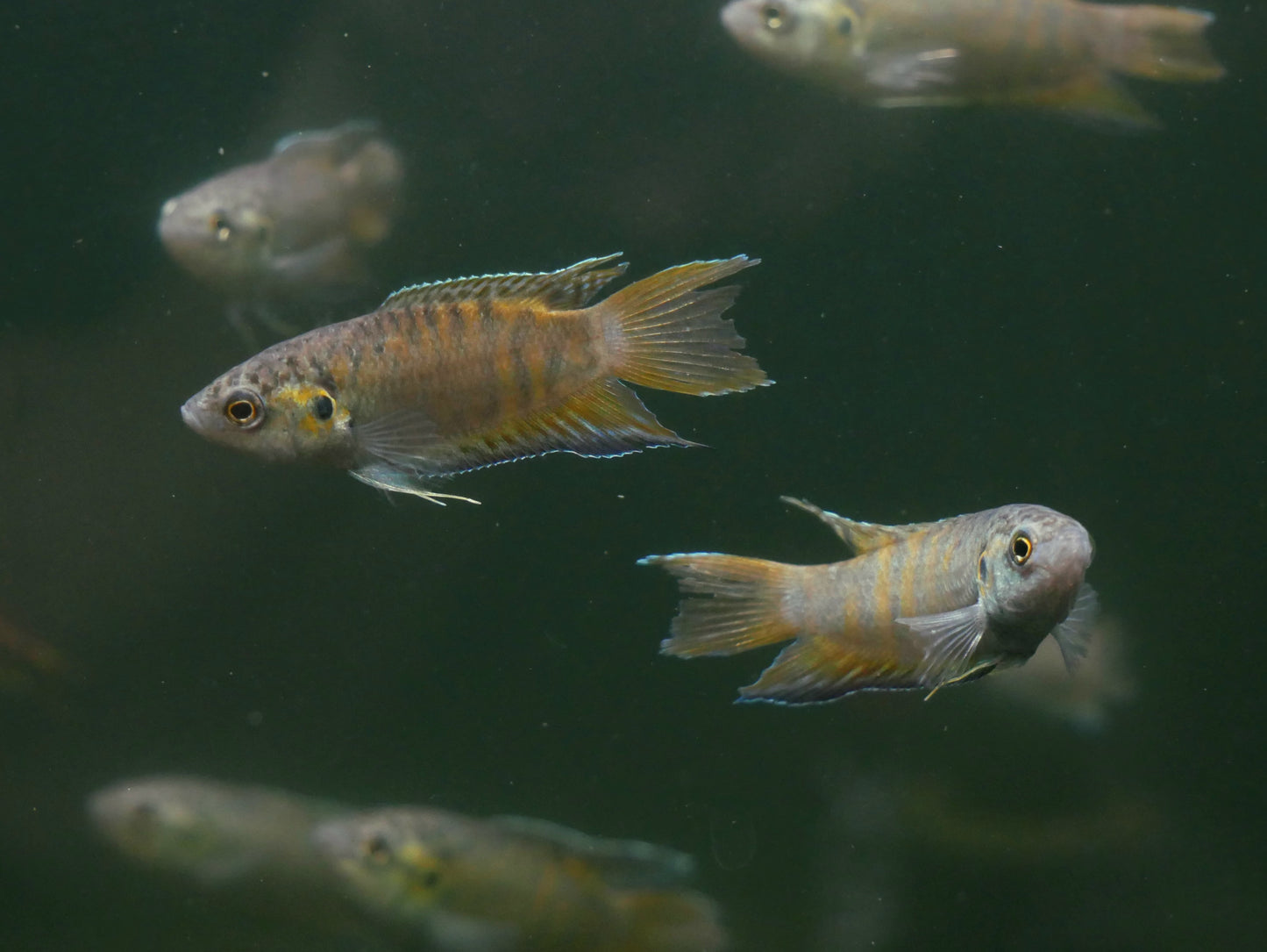 Paradise Gourami - MoonlightAquatics