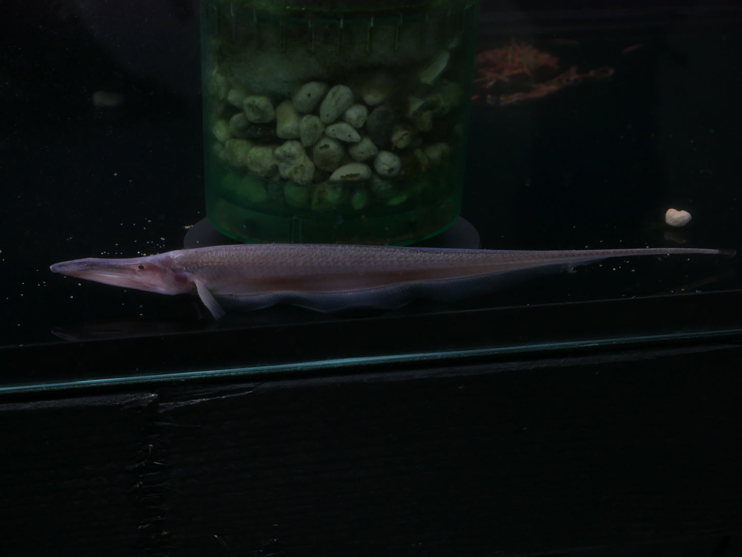 Pelican Knifefish - MoonlightAquatics