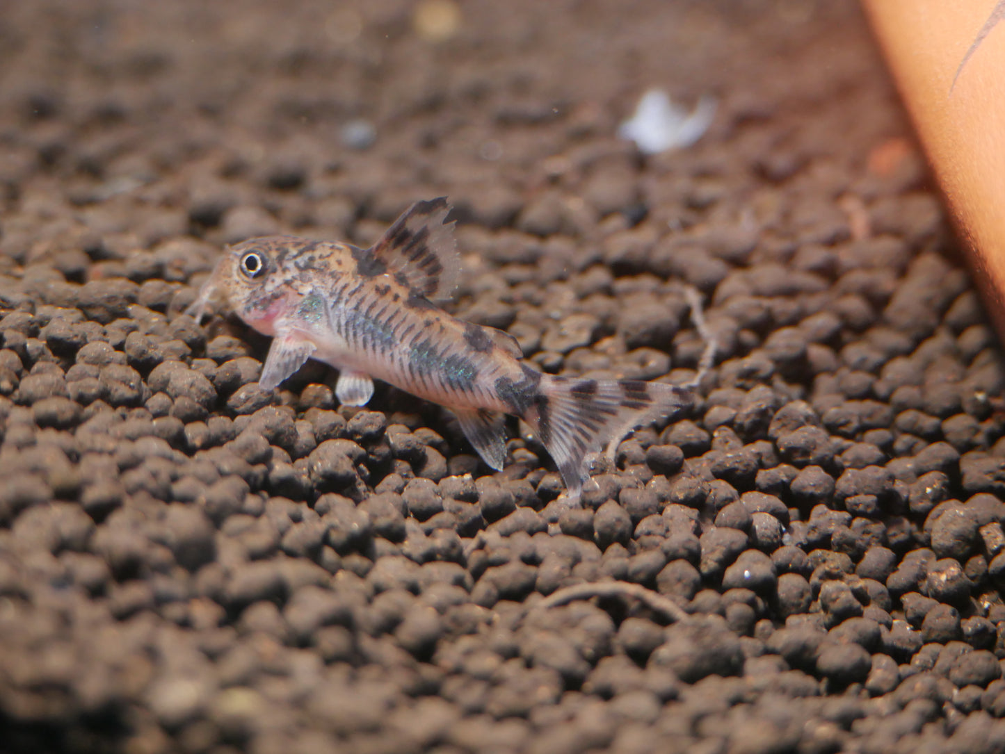 Pelotas Corydoras (Hoplisoma froehlichi) - MoonlightAquatics
