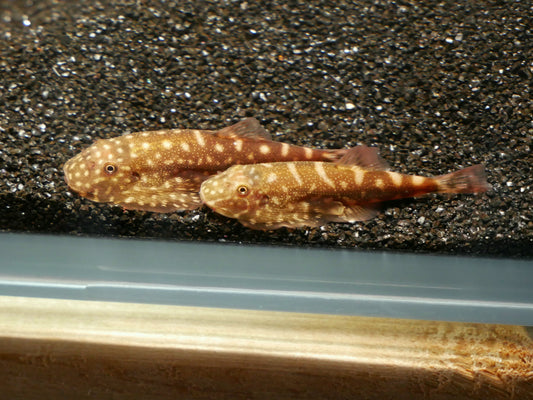 Pink Polka Dot Hillstream Loach (Gastromyzon sp.) - MoonlightAquatics