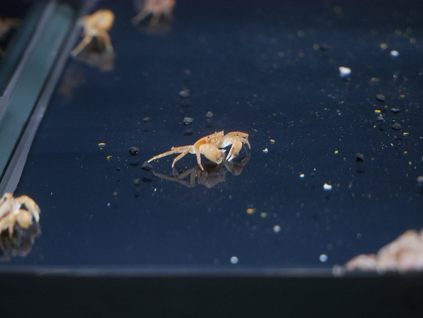 Pom Pom Crab - MoonlightAquatics