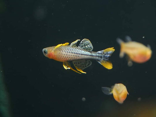 Pseudomugil gertrudae "Aru IV" - MoonlightAquatics