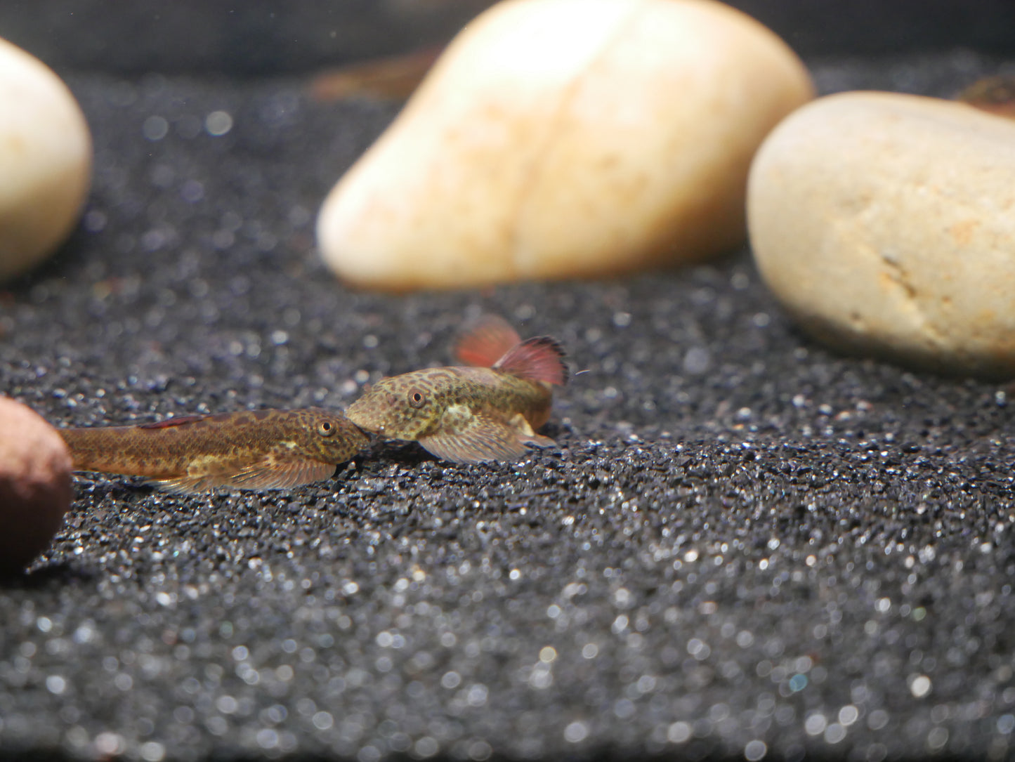 Purple Fin Hillstream (Pseudogastromyzon laticeps) - MoonlightAquatics