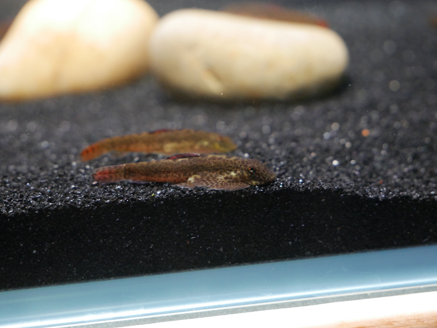 Purple Fin Hillstream (Pseudogastromyzon laticeps) - MoonlightAquatics