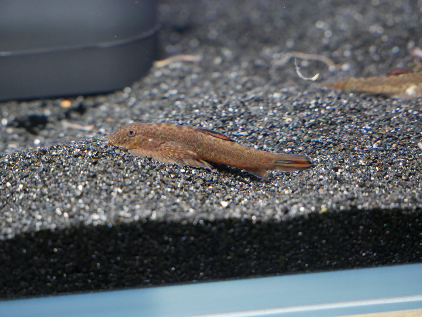 Purple Fin Hillstream (Pseudogastromyzon laticeps) - MoonlightAquatics