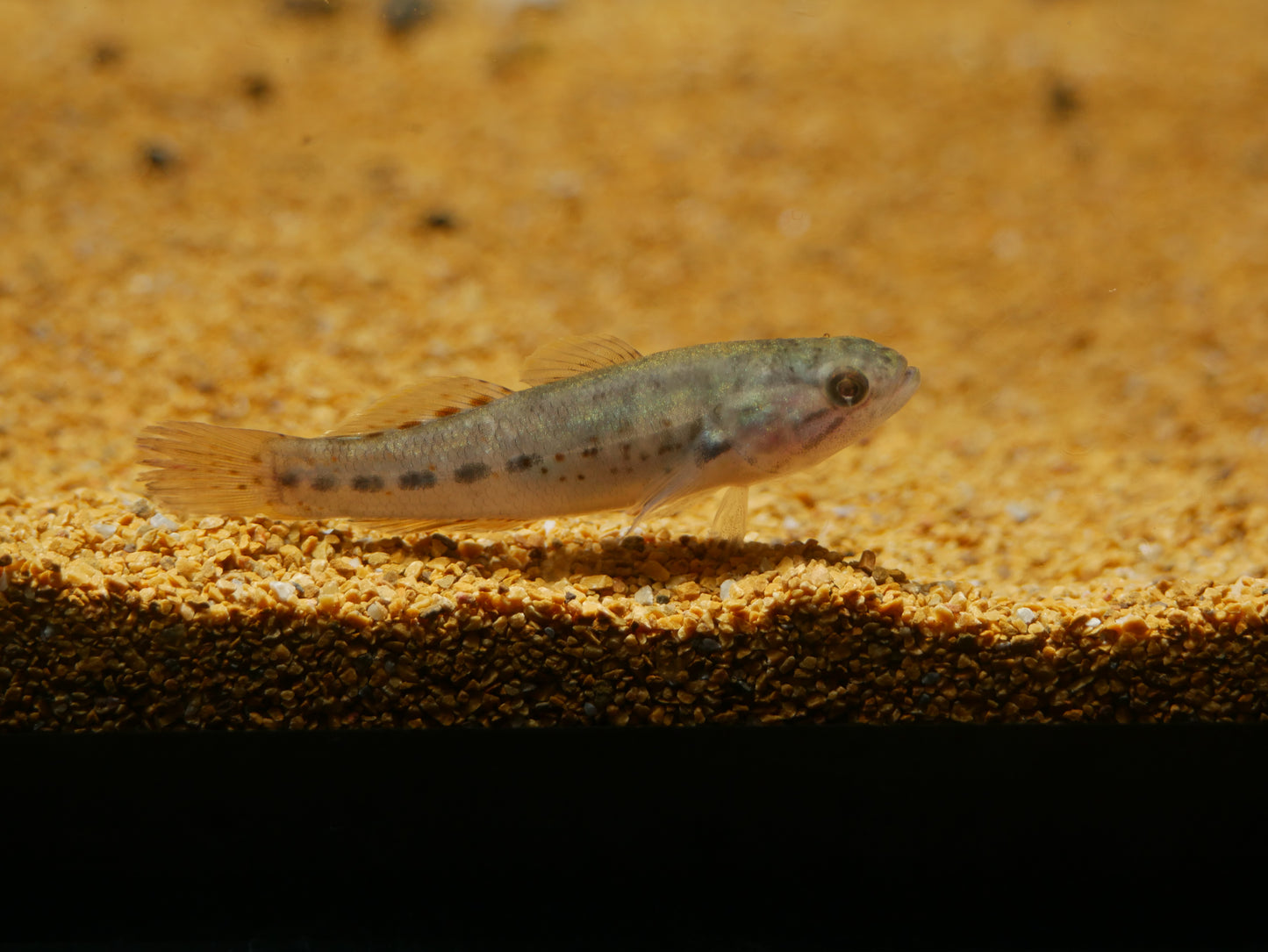 Purple Spotted Gudgeon (Mogurnda adspersa ) - MoonlightAquatics