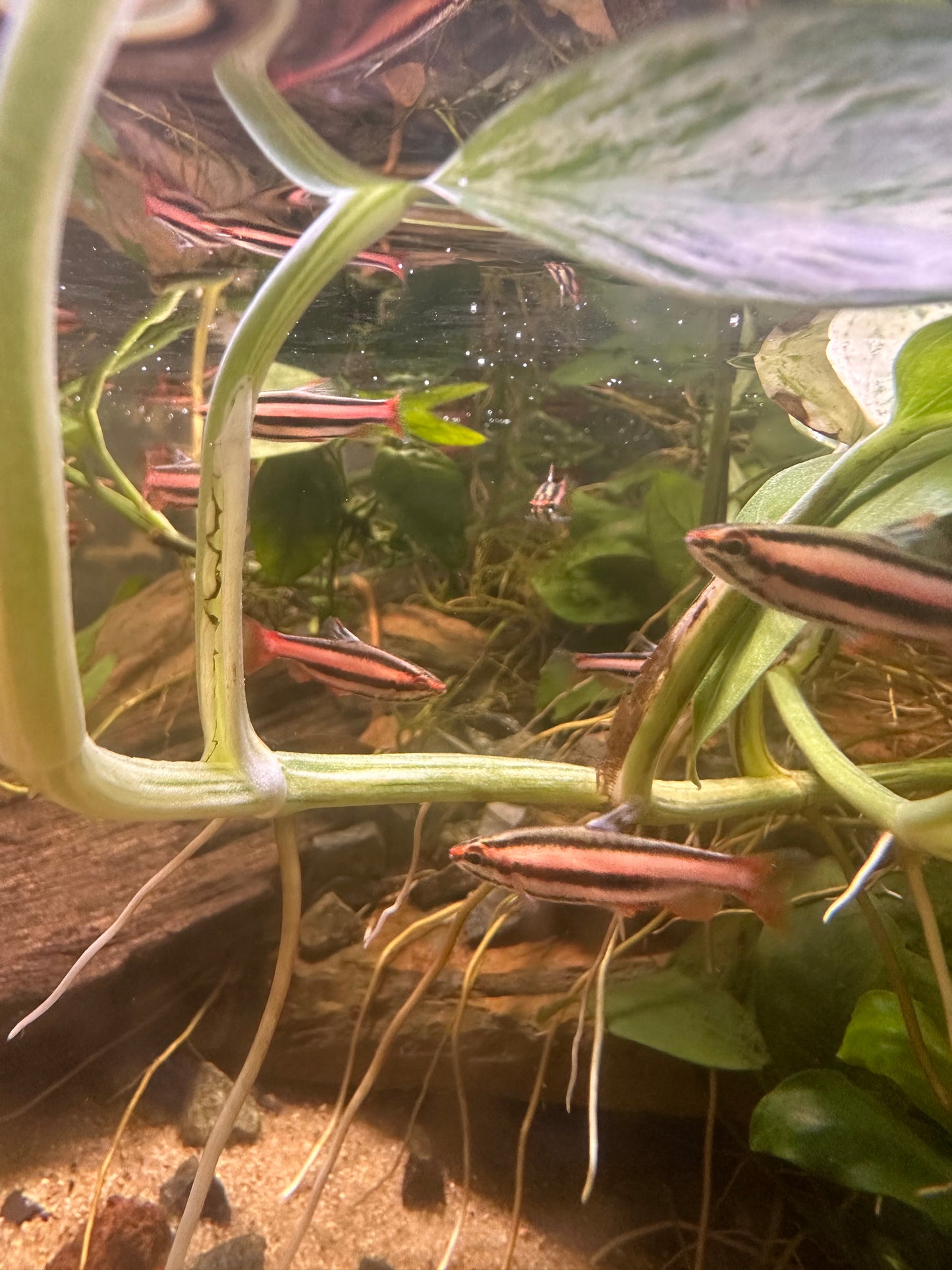 Red Coral Pencil Fish - MoonlightAquatics