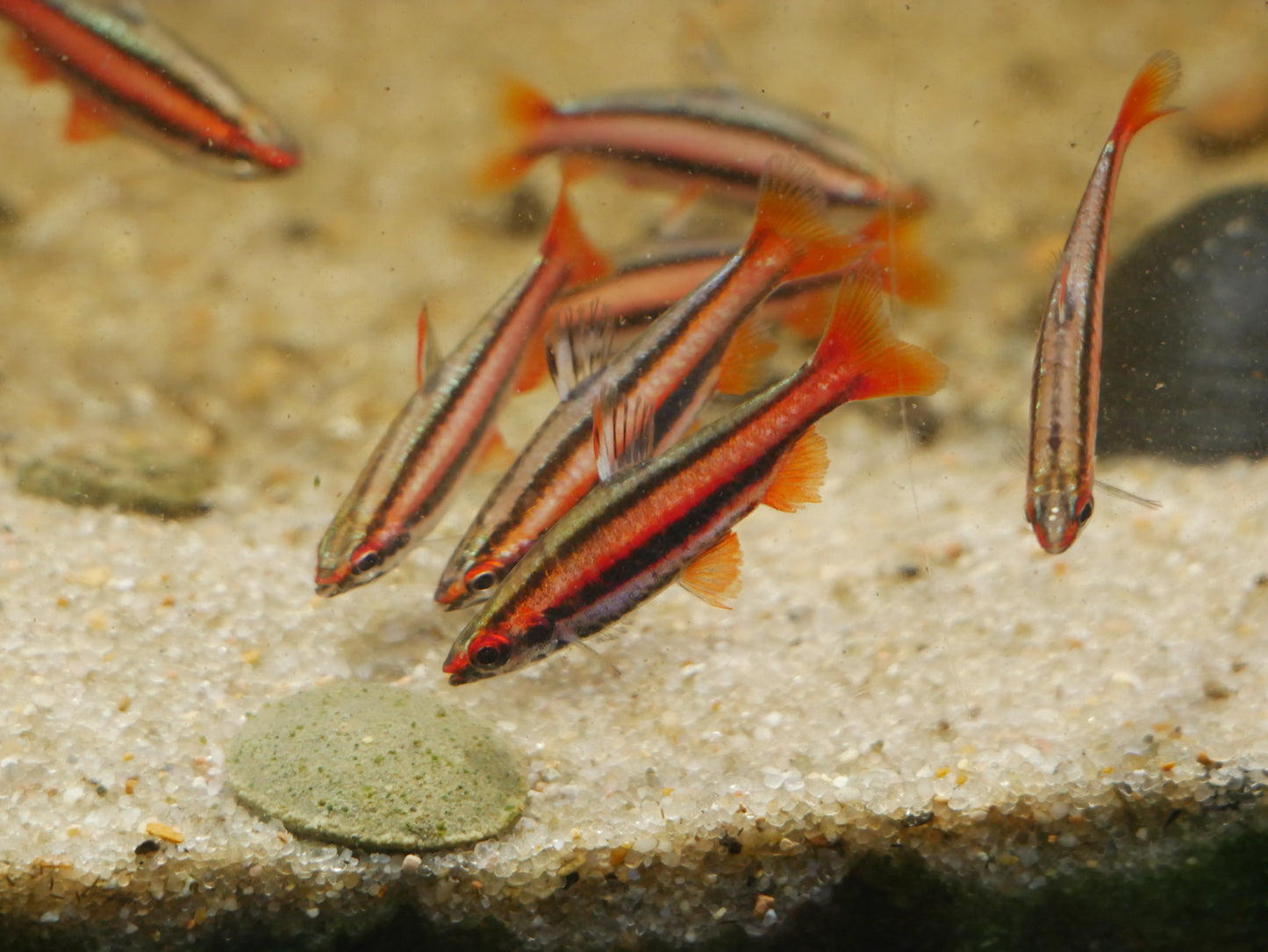 Red Coral Pencil Fish - MoonlightAquatics
