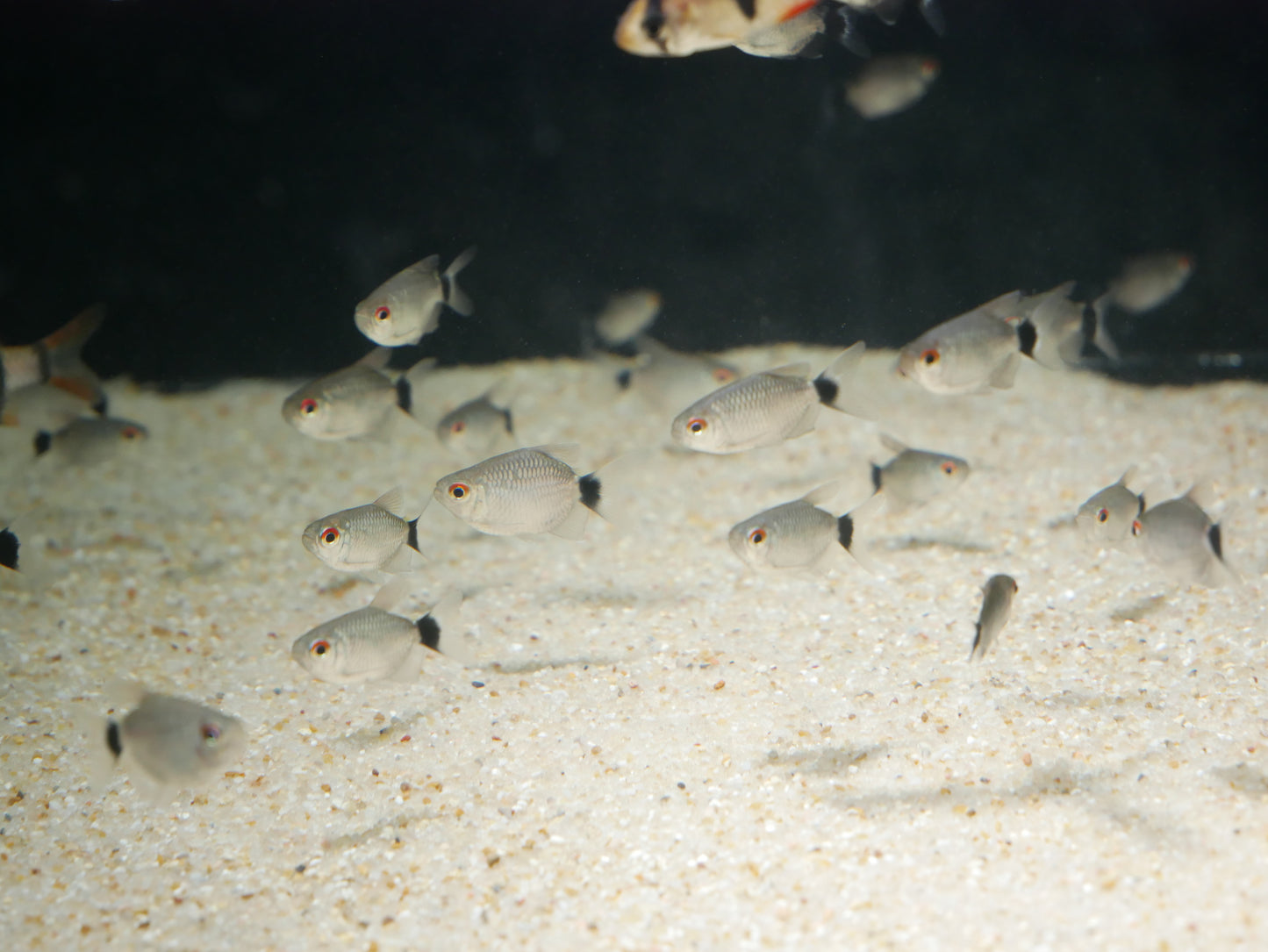 Red Eye Tetra - MoonlightAquatics