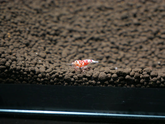 Red Fancy Tiger Shrimp - MoonlightAquatics