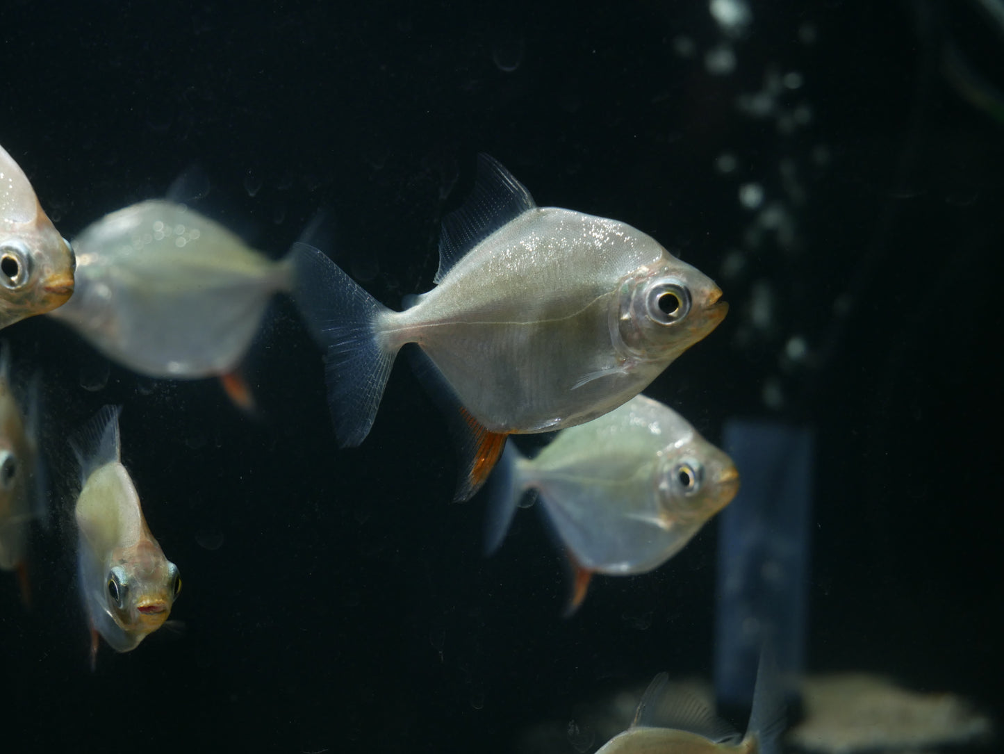 Red Hook Silverdollar - MoonlightAquatics