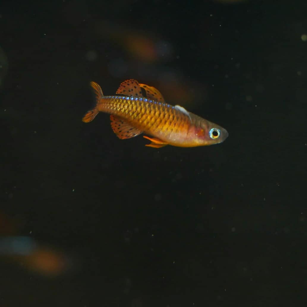 Red Neon Blue Eye (Pseudomugil luminatus) - MoonlightAquatics