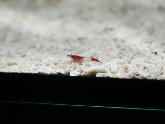 Red Rili Neo Shrimp - MoonlightAquatics