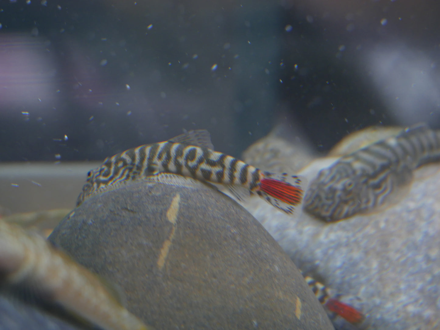 Redtail Hillstream Loach "Gastromyzon sp.Sk02" - MoonlightAquatics