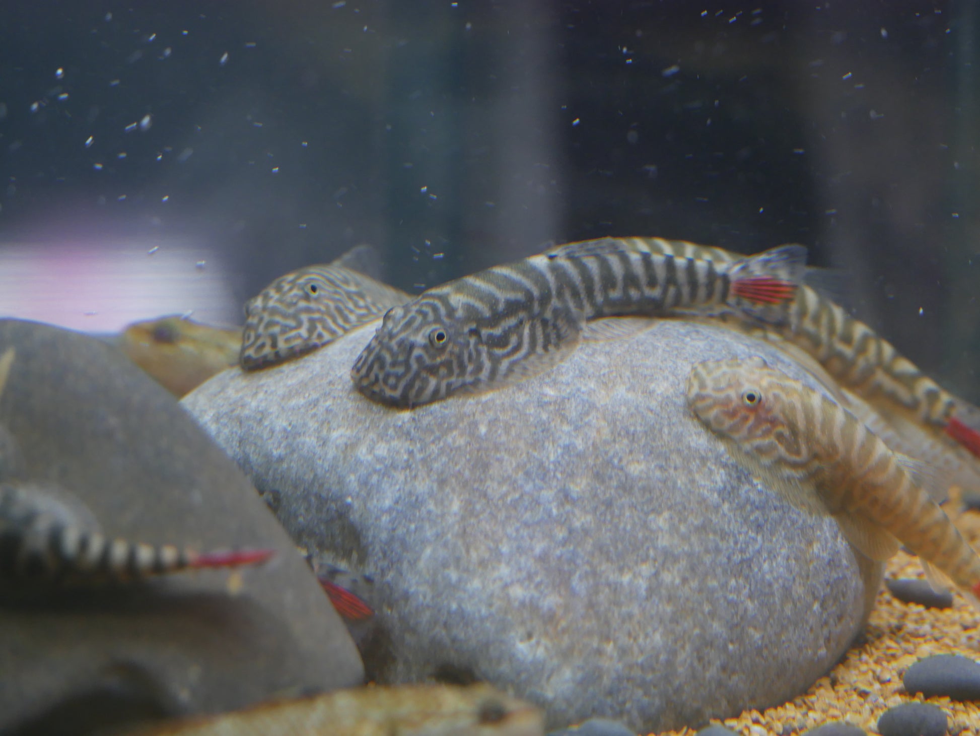 Redtail Hillstream Loach "Gastromyzon sp.Sk02" - MoonlightAquatics