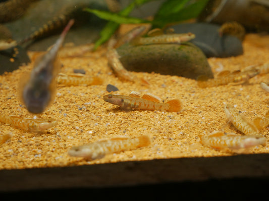 Scarlet Goby (Rhinogobius zhoui) - MoonlightAquatics