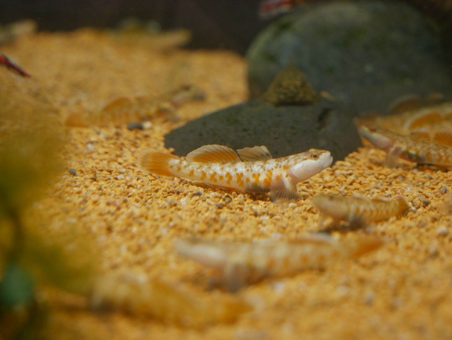 Scarlet Goby (Rhinogobius zhoui) - MoonlightAquatics