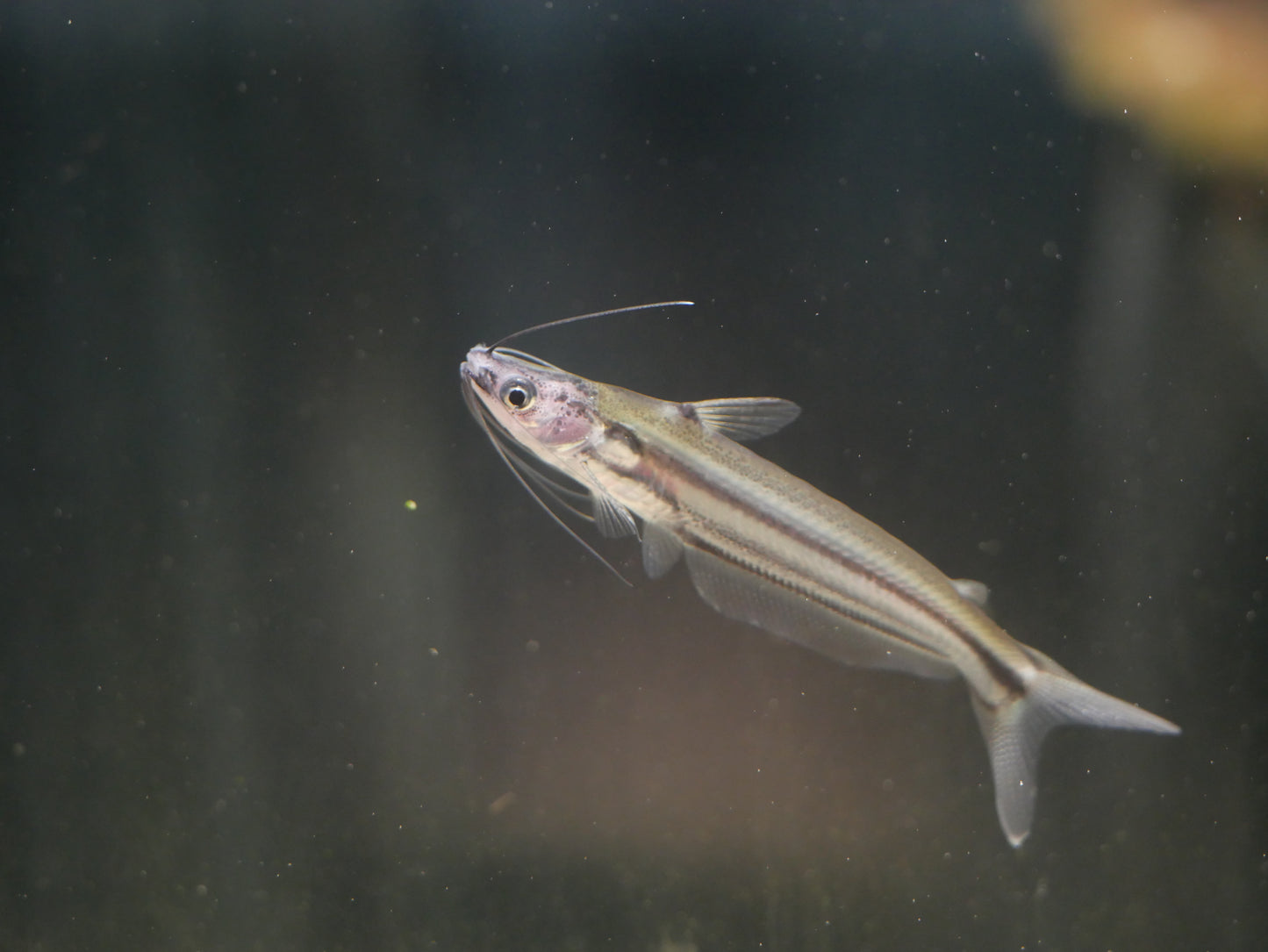 Shadow Catfish (Hyalobagrus flavus) - MoonlightAquatics