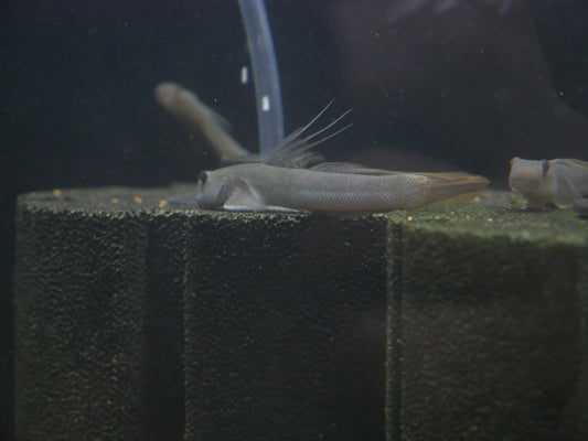 Sicyopterus Cyanocephalus - MoonlightAquatics