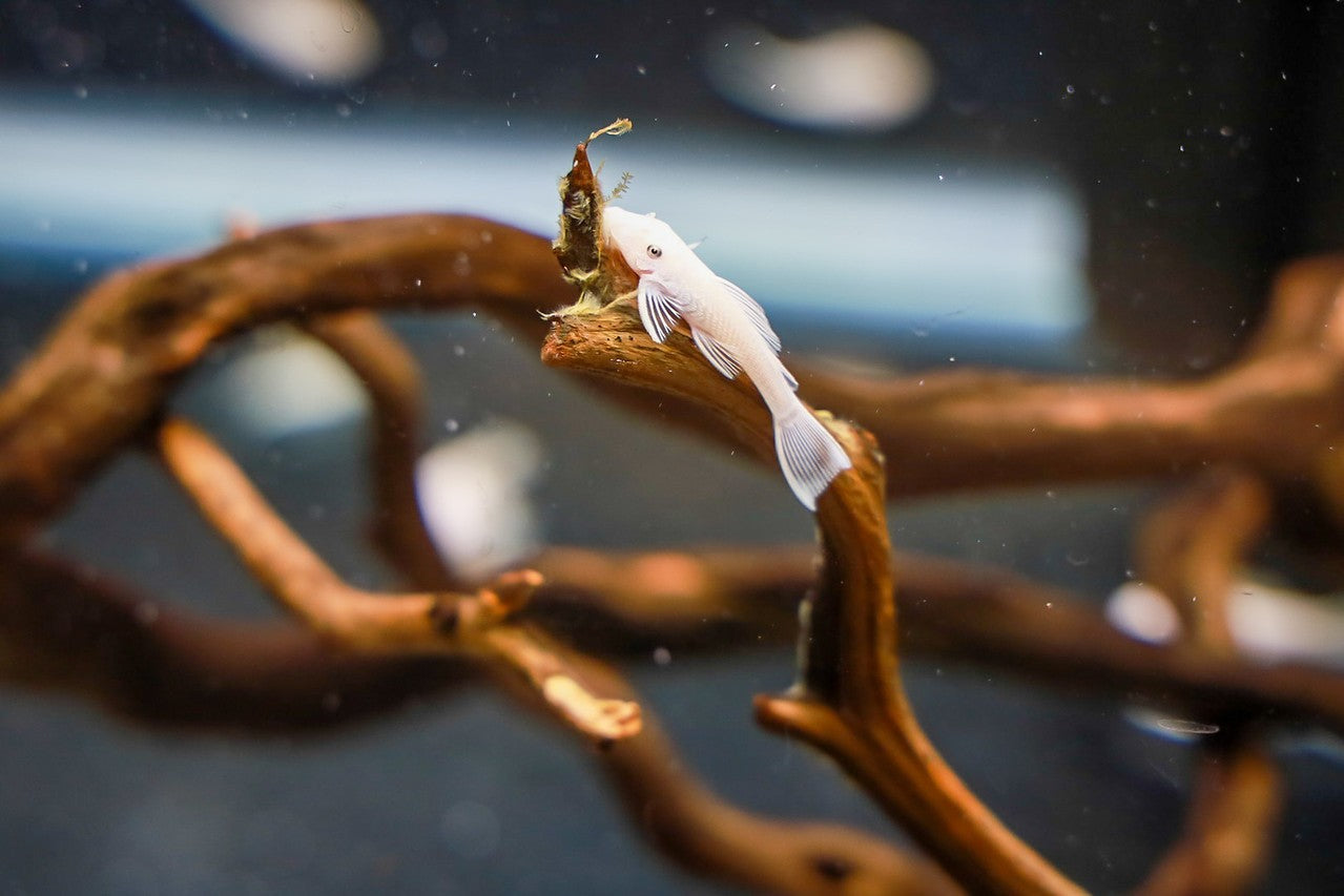 Snow White Bristlenose Pleco - MoonlightAquatics