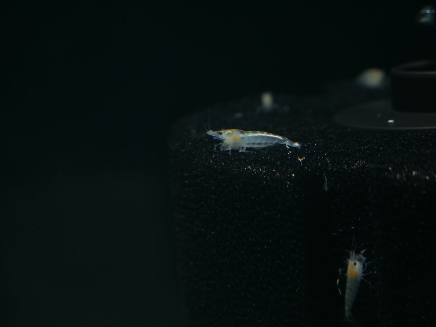 Snowball Neo Shrimp - MoonlightAquatics