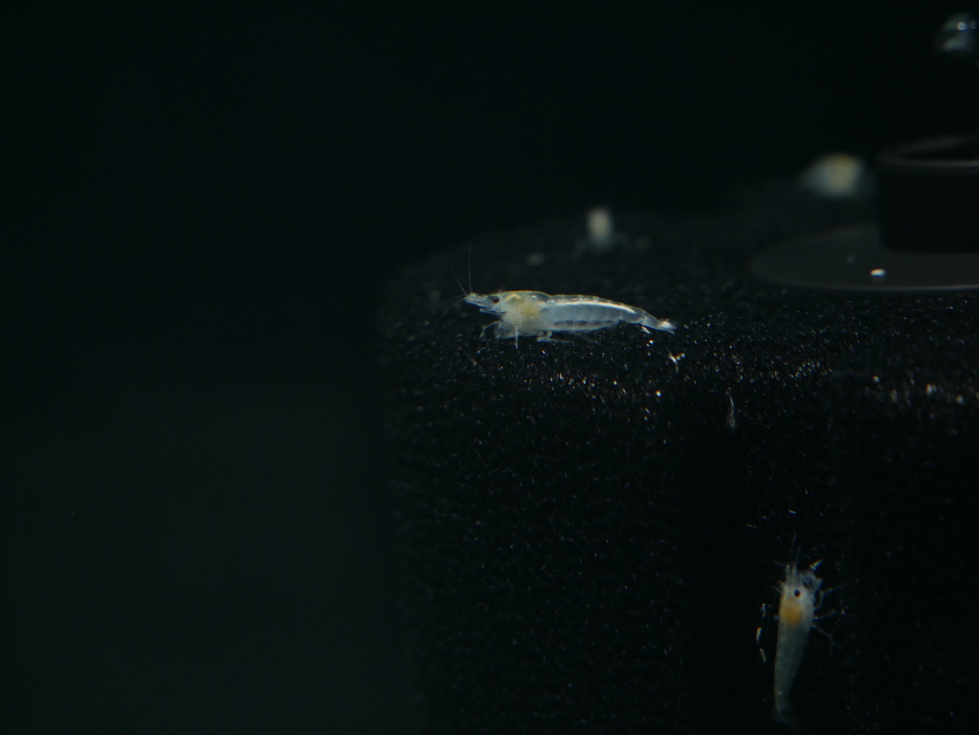 Snowball Neo Shrimp - MoonlightAquatics
