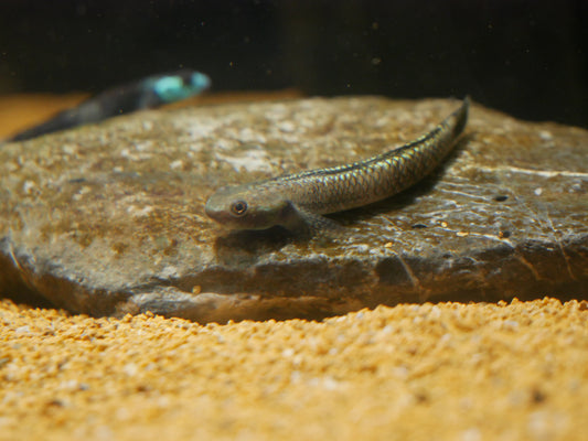 Stiphodon Pelewensis - MoonlightAquatics