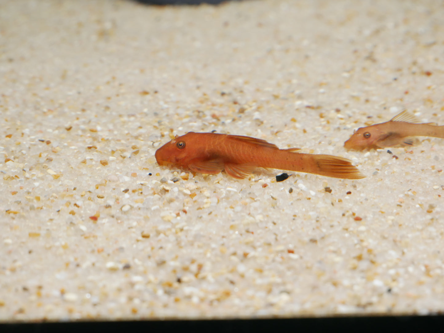 Super Red Bristlenose Pleco - MoonlightAquatics