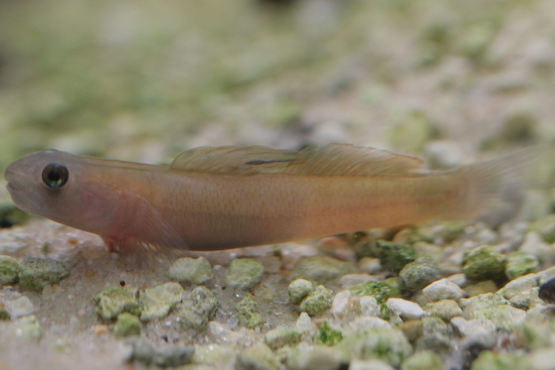 Teardrop Goby "Sicyopus Multisquamatus" - MoonlightAquatics