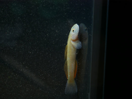 Teardrop Goby "Sicyopus Multisquamatus" - MoonlightAquatics